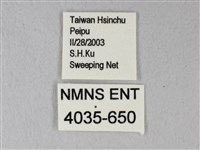 白粉蝶、紋白蝶藏品圖，第3張