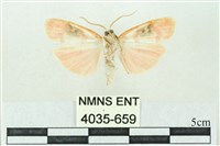 臺雪苔蛾藏品圖，第2張