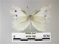 白粉蝶、紋白蝶藏品圖，第2張