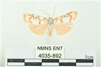 臺雪苔蛾藏品圖，第1張