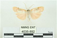 臺雪苔蛾藏品圖，第2張