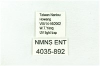 臺雪苔蛾藏品圖，第3張