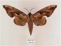 盾天蛾藏品圖，第1張