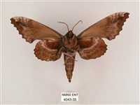 盾天蛾藏品圖，第2張