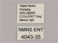 盾天蛾藏品圖，第3張