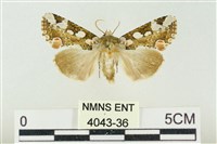 連珠波紋蛾藏品圖，第1張