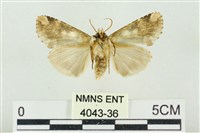 連珠波紋蛾藏品圖，第2張