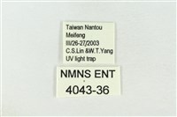 連珠波紋蛾藏品圖，第3張