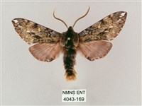 井上氏絨毛天蛾藏品圖，第1張