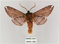 井上氏絨毛天蛾藏品圖，第2張