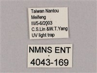 井上氏絨毛天蛾藏品圖，第3張