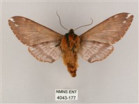 井上氏絨毛天蛾藏品圖，第2張