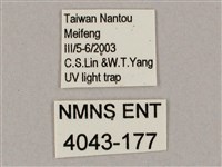 井上氏絨毛天蛾藏品圖，第3張