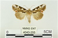 連珠波紋蛾藏品圖，第1張