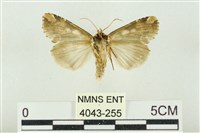 連珠波紋蛾藏品圖，第2張