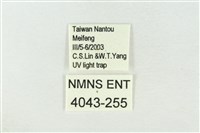 連珠波紋蛾藏品圖，第3張