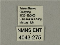 全緣缺角天蛾藏品圖，第3張