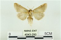 印華波紋蛾藏品圖，第2張