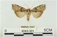 帶波紋蛾藏品圖，第1張