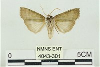 帶波紋蛾藏品圖，第2張