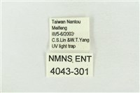 帶波紋蛾藏品圖，第3張