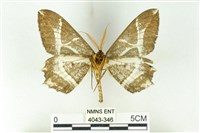 樹形尺蛾藏品圖，第2張