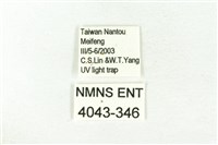 樹形尺蛾藏品圖，第3張