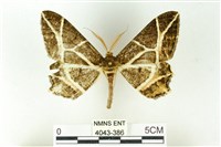 樹形尺蛾藏品圖，第1張