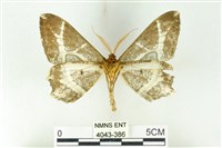 樹形尺蛾藏品圖，第2張