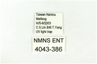 樹形尺蛾藏品圖，第3張