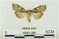 帶波紋蛾藏品圖，第1張