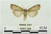 帶波紋蛾藏品圖，第2張