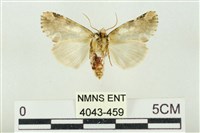 連珠波紋蛾藏品圖，第2張