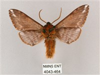 井上氏絨毛天蛾藏品圖，第2張