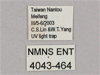 井上氏絨毛天蛾藏品圖，第3張