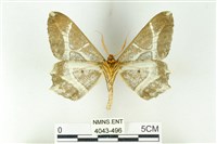 樹形尺蛾藏品圖，第2張