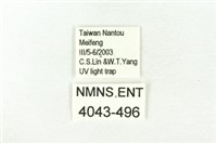 樹形尺蛾藏品圖，第3張