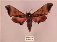 桃紅六點天蛾藏品圖，第1張