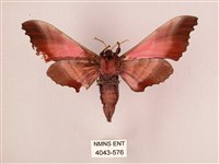 桃紅六點天蛾藏品圖，第2張