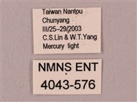 桃紅六點天蛾藏品圖，第3張