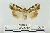 連珠波紋蛾藏品圖，第1張