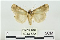 連珠波紋蛾藏品圖，第2張