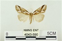 素木氏美波紋蛾藏品圖，第1張