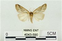 素木氏美波紋蛾藏品圖，第2張