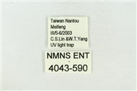 素木氏美波紋蛾藏品圖，第3張