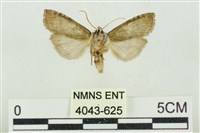 帶波紋蛾藏品圖，第2張