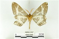 樹形尺蛾藏品圖，第2張