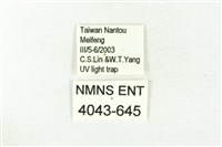 樹形尺蛾藏品圖，第3張