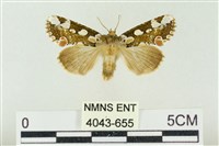 連珠波紋蛾藏品圖，第1張