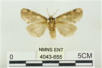 連珠波紋蛾藏品圖，第2張